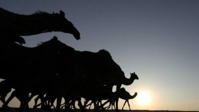 انطلاق مسابقات الأسبوع الرابع من مهرجان الظفرة 5 scaled