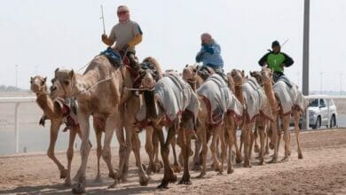 السماح بخروج الهجن خارج السلطنة