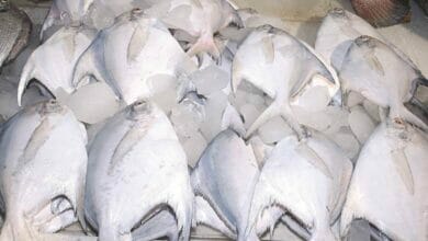 سمكة كويتية أغلى من الذهب Copy 2