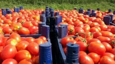 كورونا يهوى بسعر الطماطم Copy