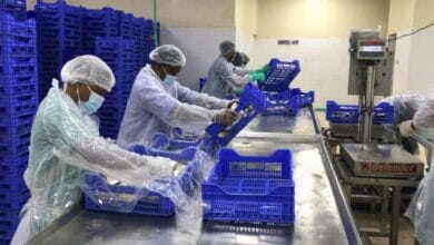 مصنع الأسماك بالأشخرة Copy 3