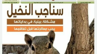 نشرة الوشق Copy