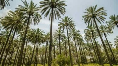 الثروة الزراعية تنشئ حقولا نموذجية Copy 5