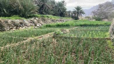 حيل القضقاضي Copy 5