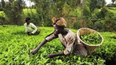 سلة غذاء أفريقيا Copy