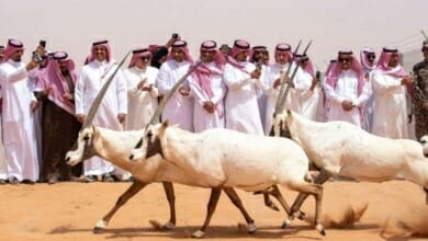 الحياة الفطرية Copy