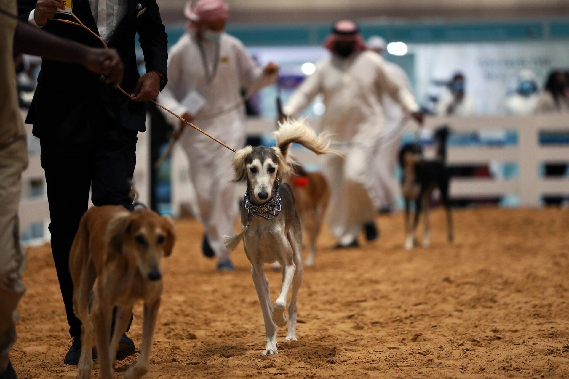 مزاينة السلوقي العربي