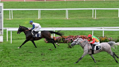 الفرس فطينة