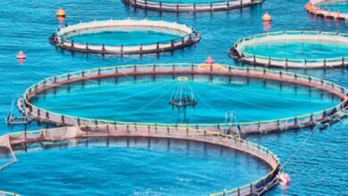 استثمار الأمن الغذائي