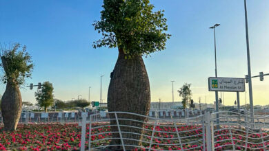 بلدية دبى والتجميل 1