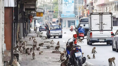 تايلند والقرود