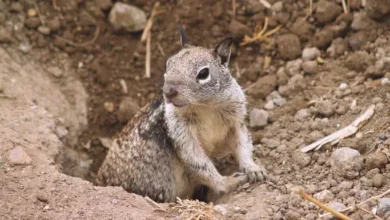 Ground squirrels turn carnivorous