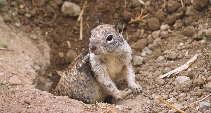 Ground squirrels turn carnivorous