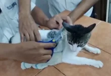 تهريب