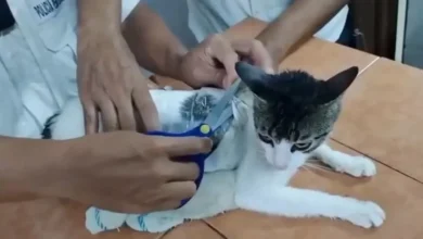 تهريب