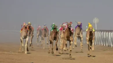 مهرجان