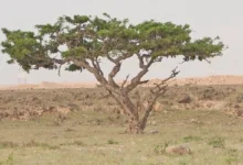 الذهب