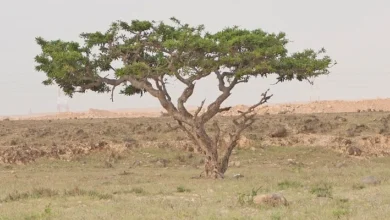 الذهب