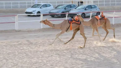 مهرجان